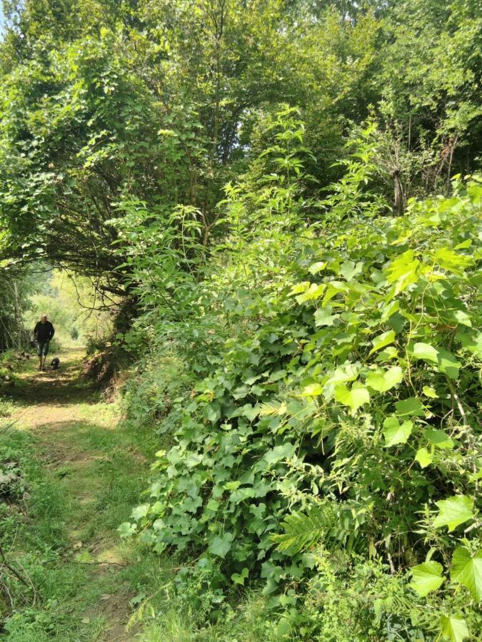 Grande Tente Tipi En Pleine Foret Burzet 外观 照片